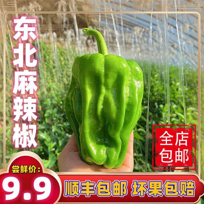 辽宁海城精品麻辣椒大量上，一手货源现摘现发