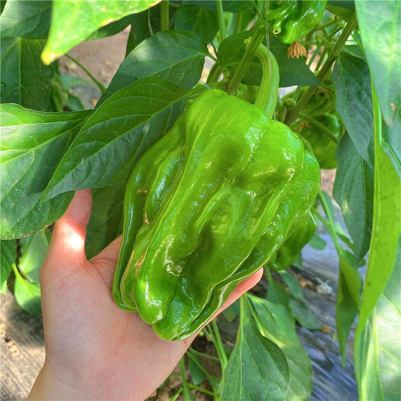 辽宁海城精品麻辣椒大量上，一手货源现摘现发