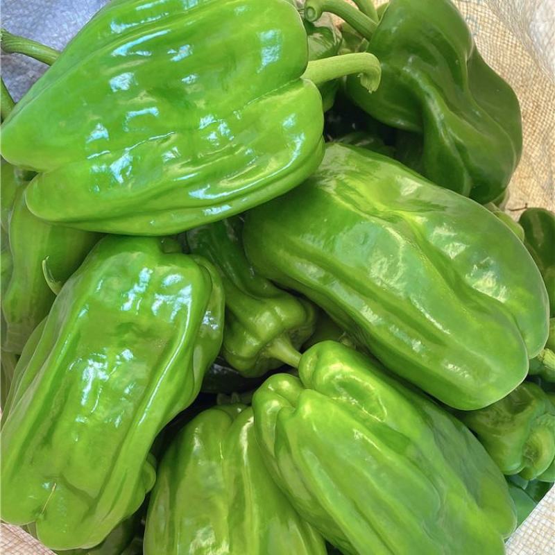 辽宁海城精品麻辣椒大量上，一手货源现摘现发