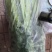 【热销】芹菜，山东济南商河芹菜，质优价廉，产地一手货源