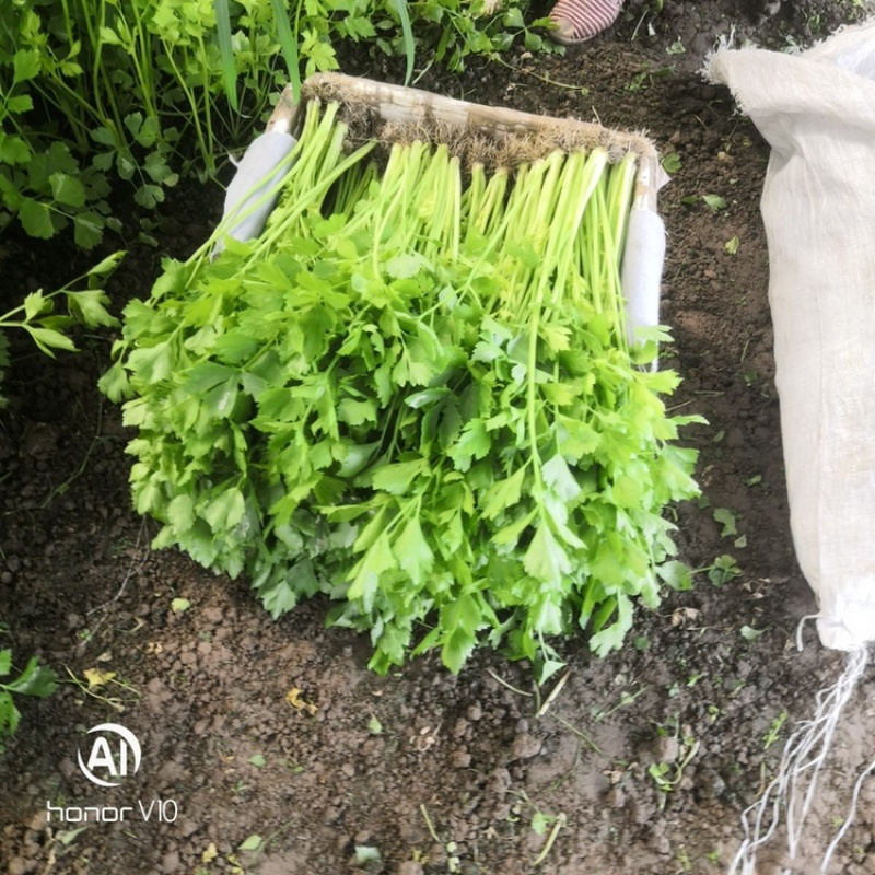 浙江省杭州市萧山区益农镇精品香芹大量上市