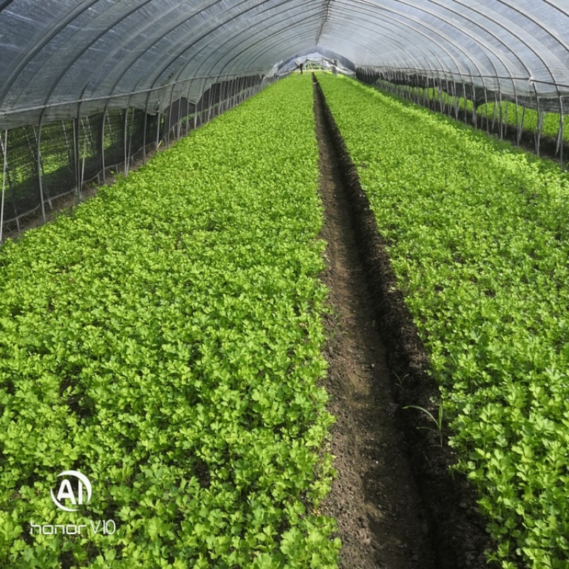 浙江省杭州市萧山区益农镇精品香芹大量上市