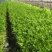 浙江省杭州市萧山区益农镇精品香芹大量上市