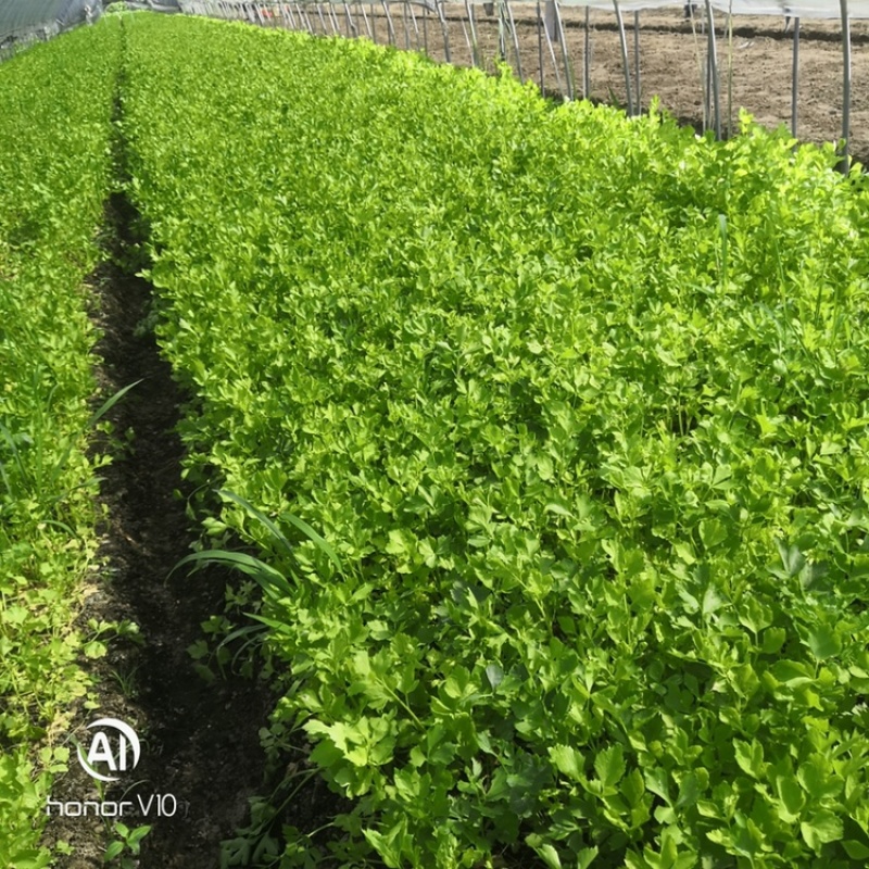 浙江省杭州市萧山区益农镇精品香芹大量上市