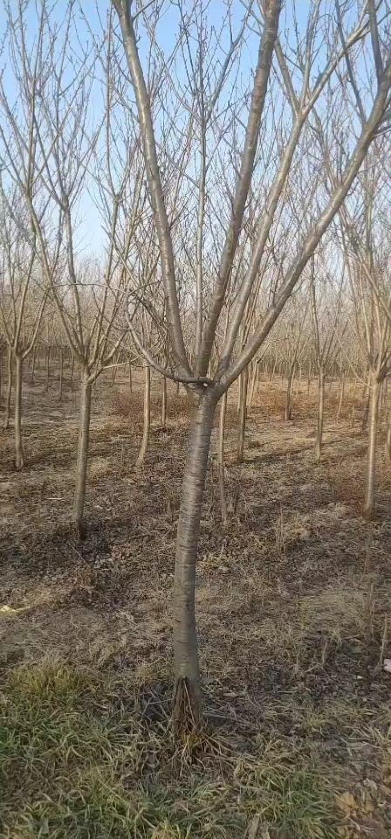 10-------12精品晚樱