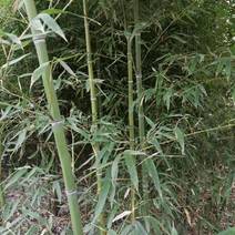 1.5米竹子，2米竹子，2.5米竹子，3米竹子视频