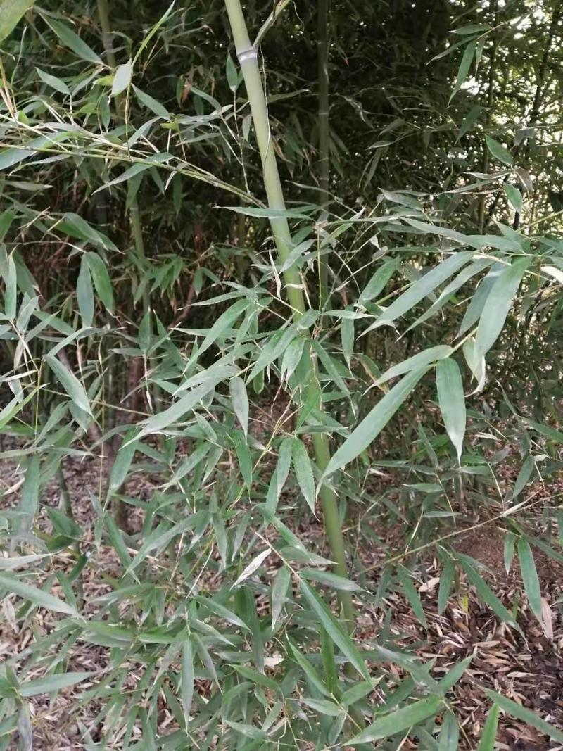1.5米竹子，2米竹子，2.5米竹子，3米竹子视频看货