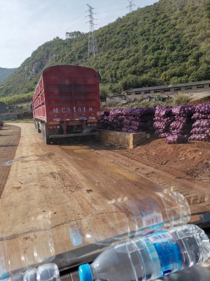 【洋葱】精品红皮洋葱大量上市质量保证供应全国欢迎选购