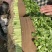 浙江省杭州市萧山区益农镇精品香芹大量上市