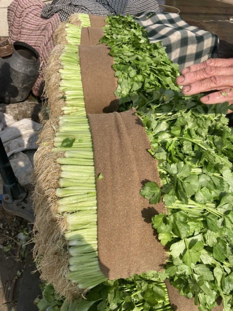浙江省杭州市萧山区益农镇精品香芹大量上市