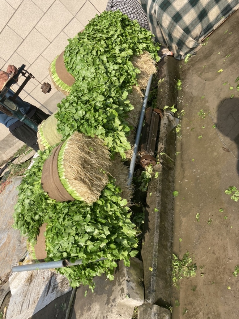 浙江省杭州市萧山区益农镇精品香芹大量上市