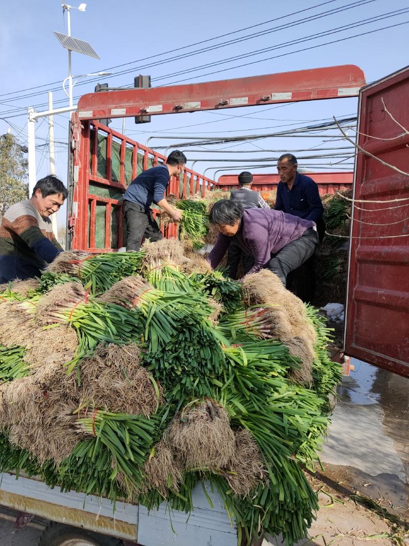 【推荐】红根蒜苗大量上市产地代发全国