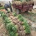 【推荐】红根蒜苗大量上市产地代发全国