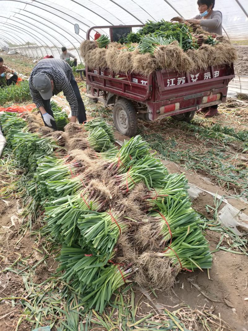 【推荐】红根蒜苗大量上市产地代发全国