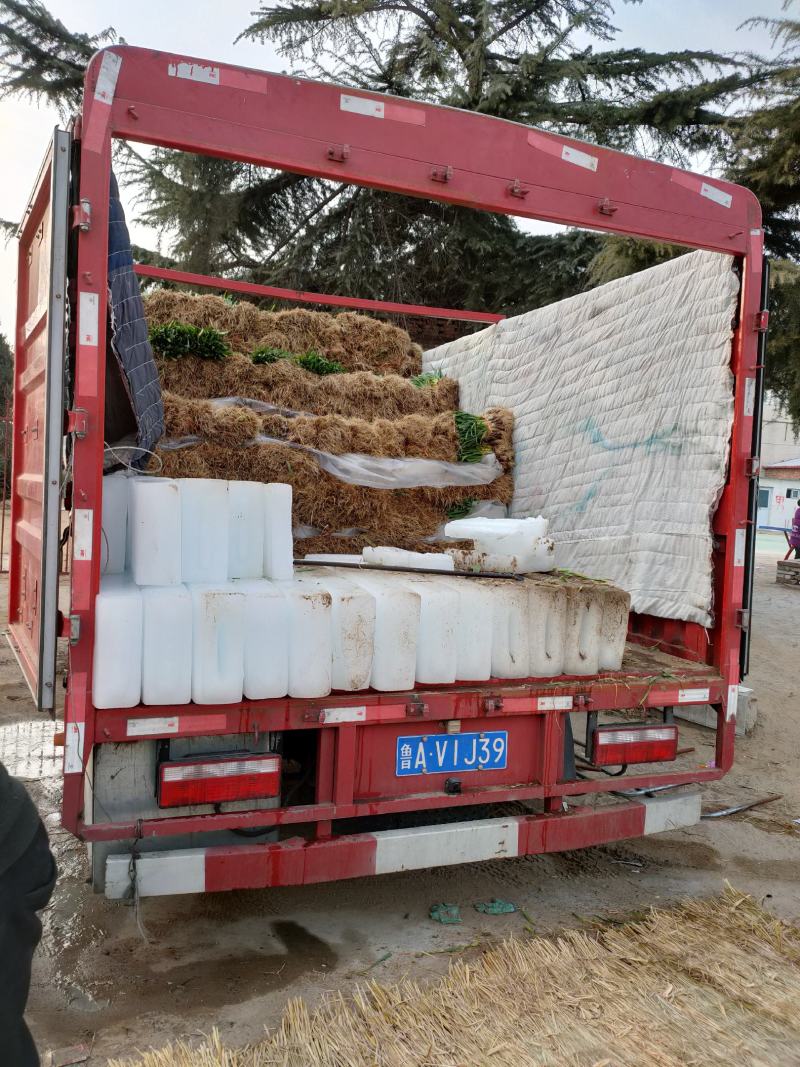 【推荐】红根蒜苗大量上市产地代发全国