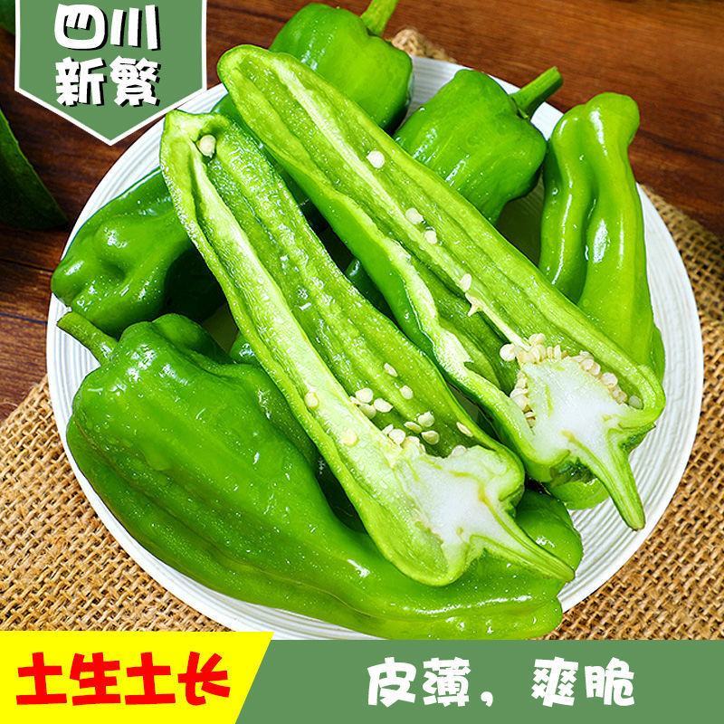 辽宁海城特产，黄皮尖椒大量上市，一手货源发往全国