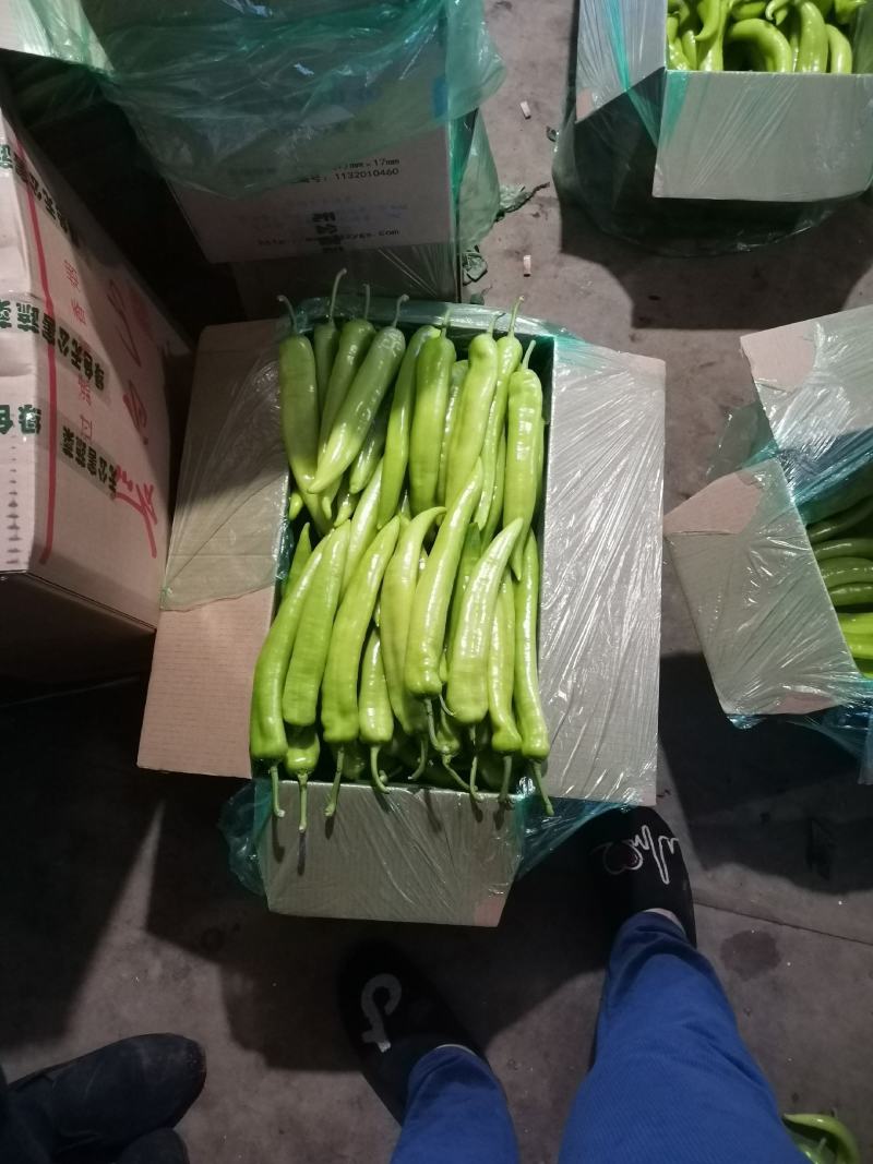 辽宁海城特产，黄皮尖椒大量上市，一手货源发往全国