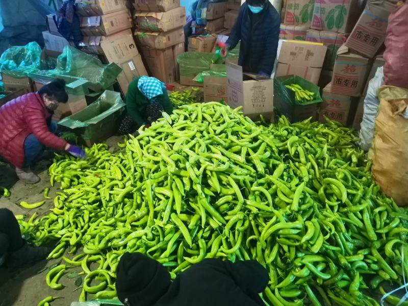 辽宁海城特产，黄皮尖椒大量上市，一手货源发往全国
