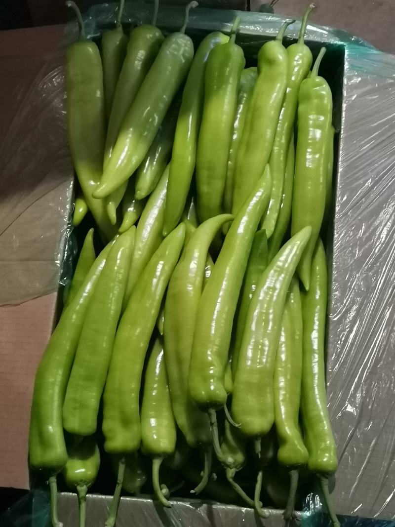 辽宁海城特产，黄皮尖椒大量上市，一手货源发往全国