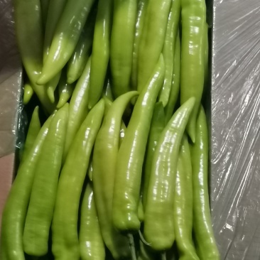 辽宁海城特产，黄皮尖椒大量上市，一手货源发往全国