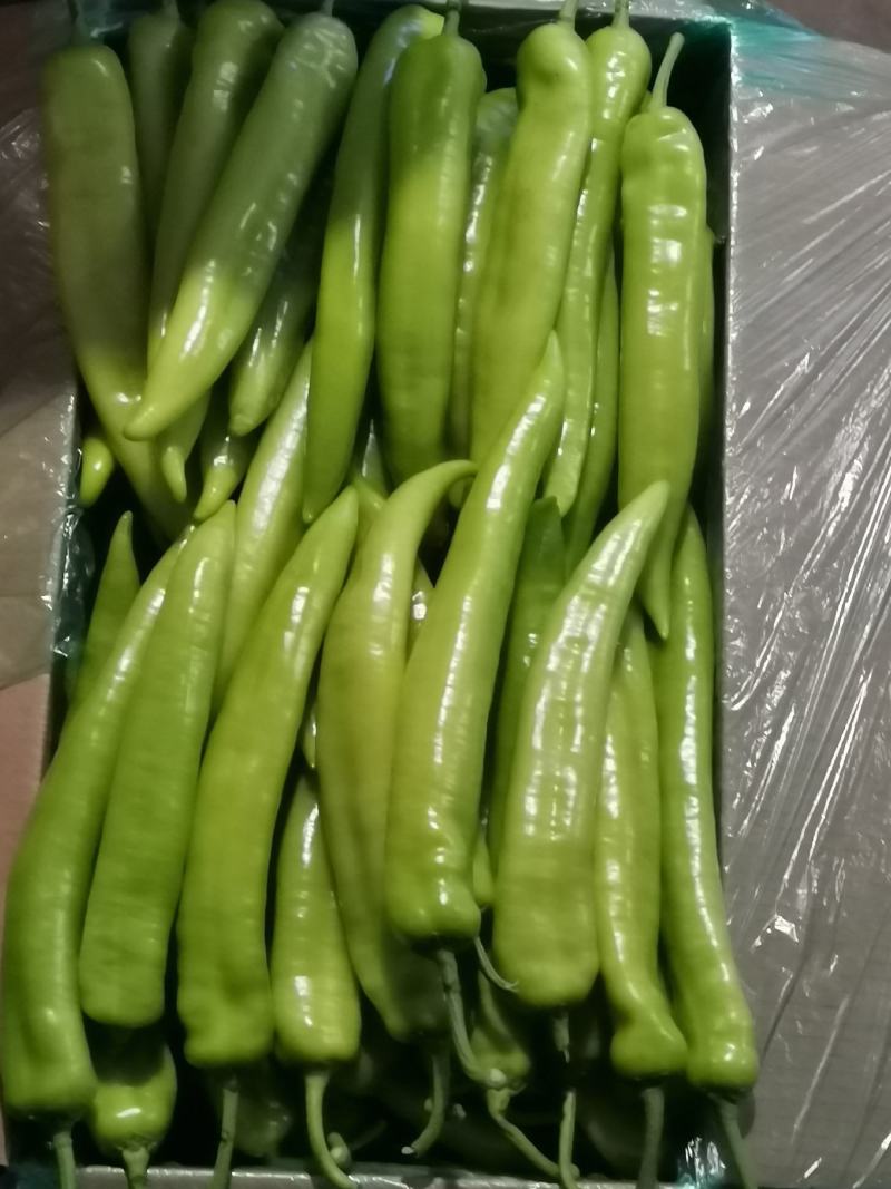 辽宁海城特产，黄皮尖椒大量上市，一手货源发往全国