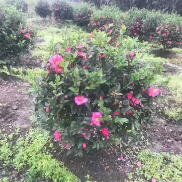茶梅花苗茶梅球庭院别墅绿化植物四季常青花卉净化空气茶梅