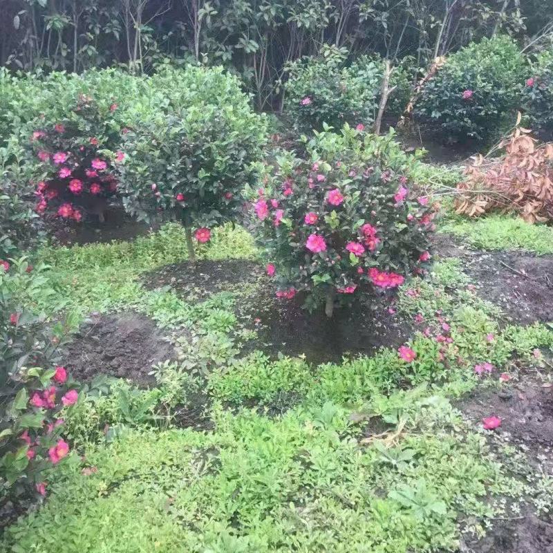 茶梅花苗茶梅球庭院别墅绿化植物四季常青花卉净化空气茶梅