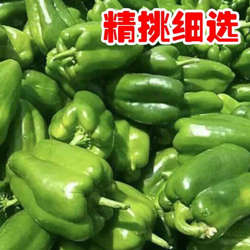 辽宁精品太空椒。青椒大量上市，发往全国，现摘现发，