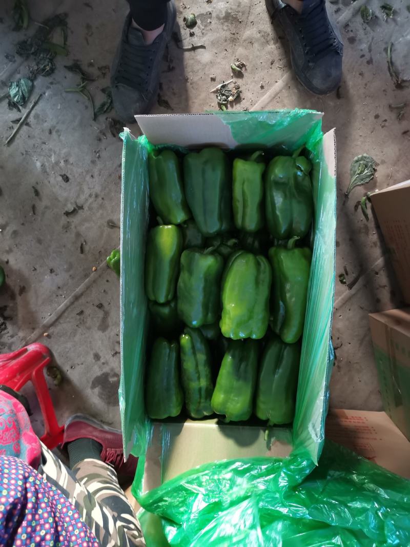辽宁精品太空椒。青椒大量上市，发往全国，现摘现发，