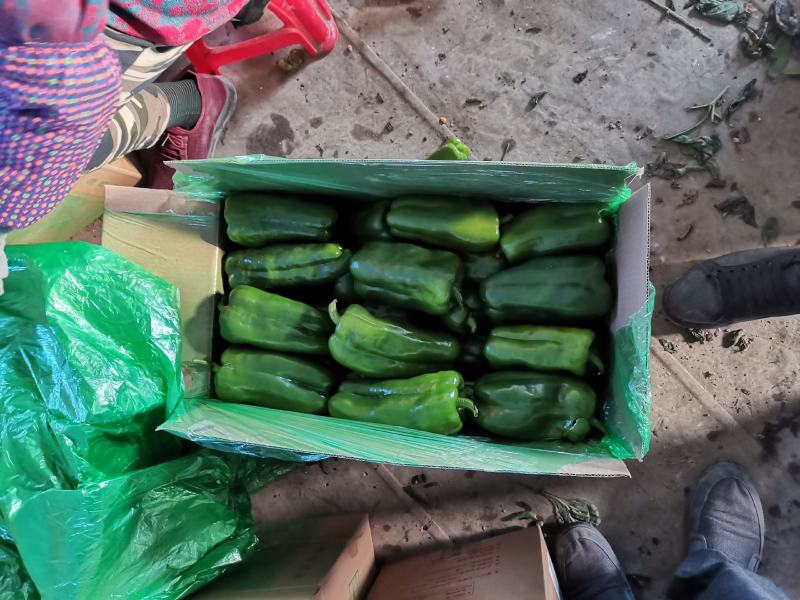 辽宁精品太空椒。青椒大量上市，发往全国，现摘现发，