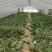 【推荐：山西精品美都西瓜大量上市中产地直发量大从