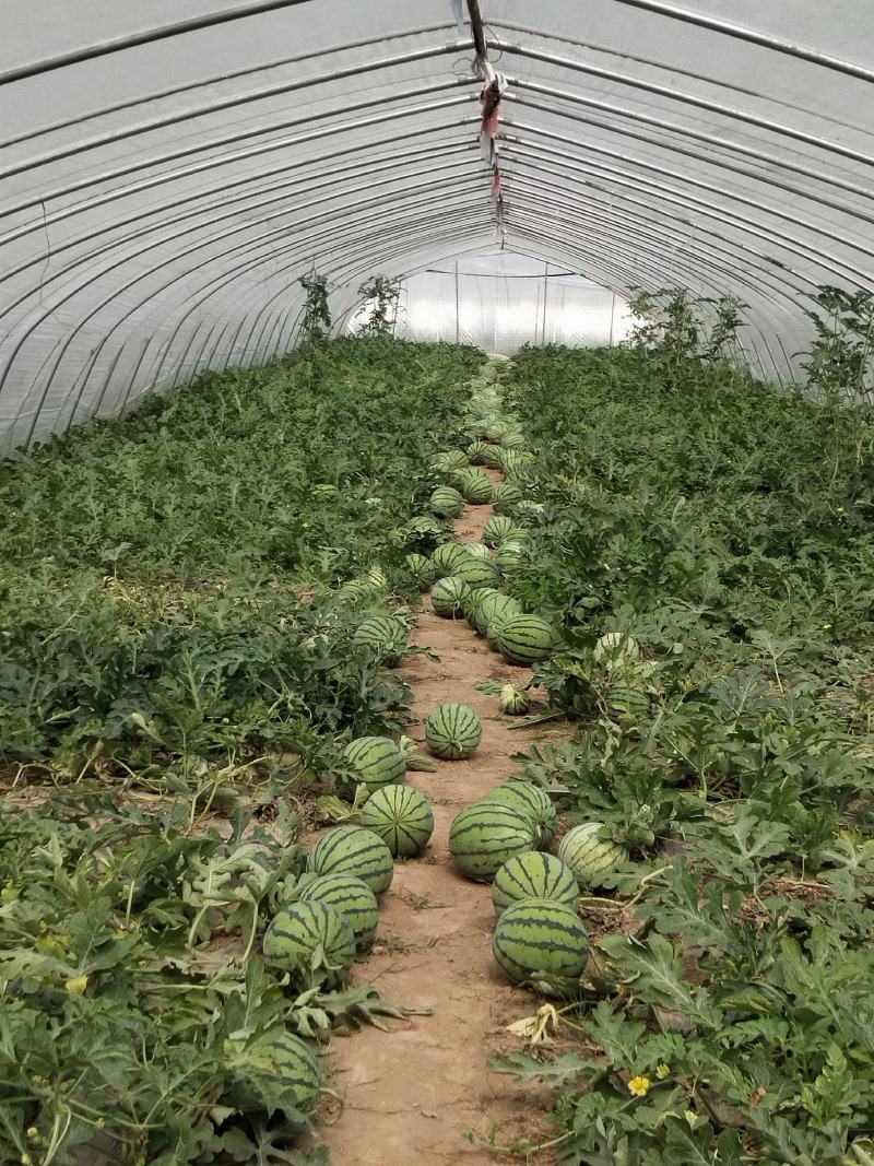【推荐：山西精品美都西瓜大量上市中产地直发量大从