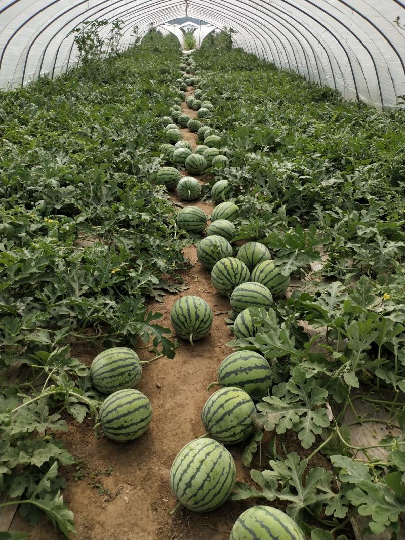 【推荐：山西精品美都西瓜大量上市中产地直发量大从