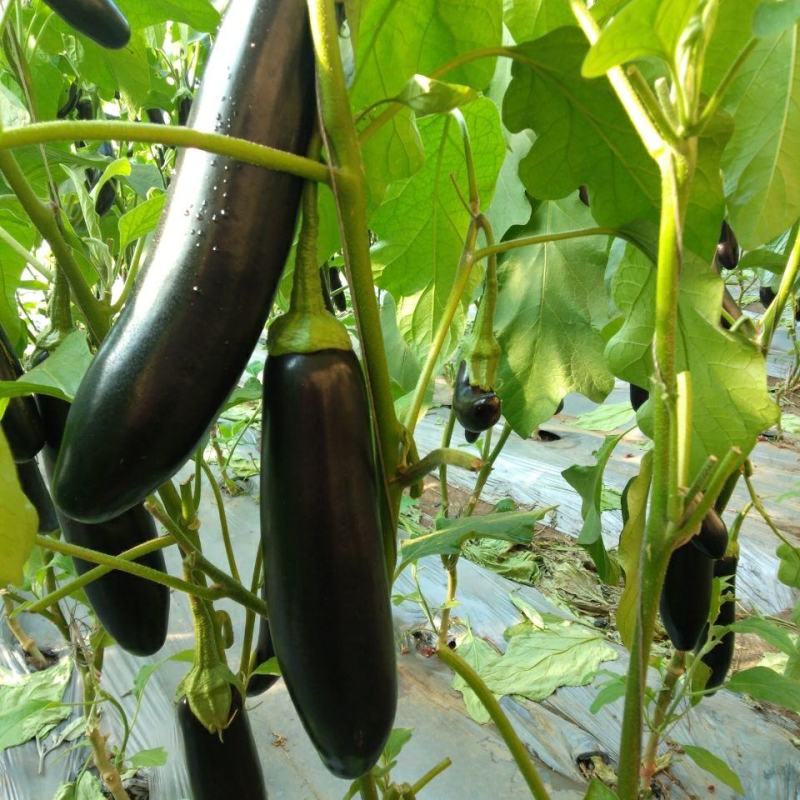 精品紫茄子大量上市，一手货源发往全国，诚信为本