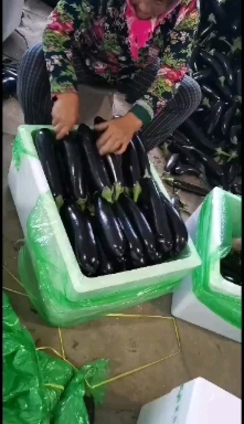 精品紫茄子大量上市，一手货源发往全国，诚信为本