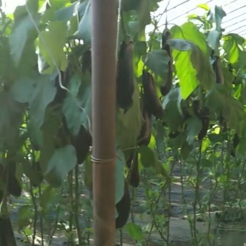 精品紫茄子大量上市，一手货源发往全国，诚信为本