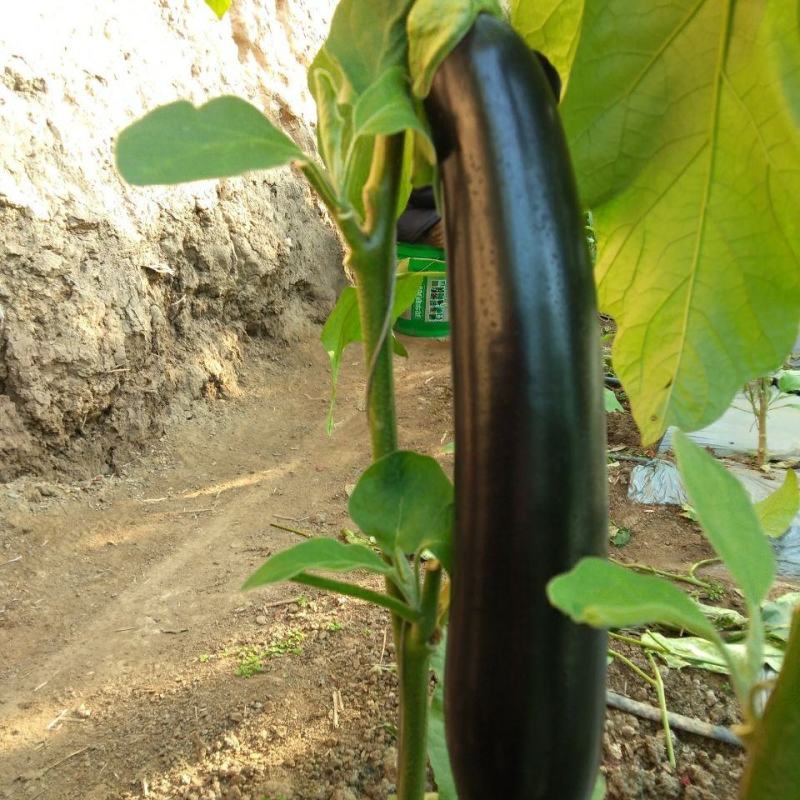 精品紫茄子大量上市，一手货源发往全国，诚信为本