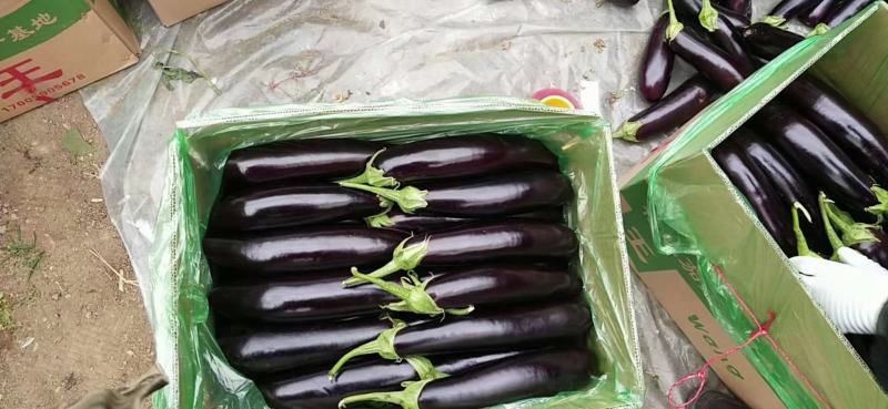 精品紫茄子大量上市，一手货源发往全国，诚信为本