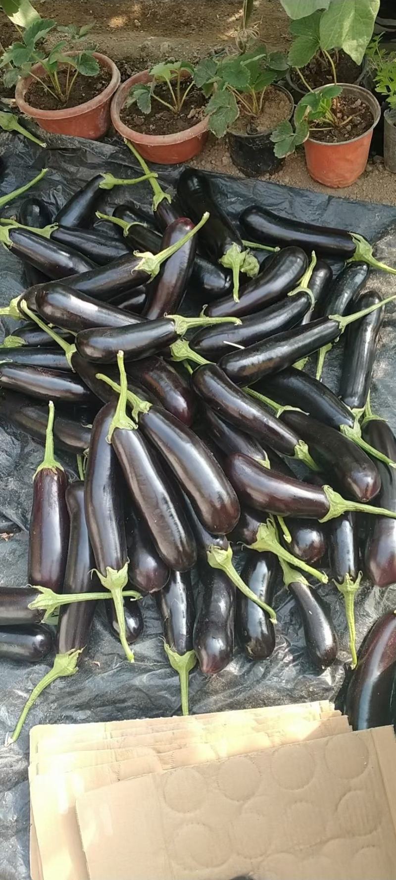 精品紫茄子大量上市，一手货源发往全国，诚信为本