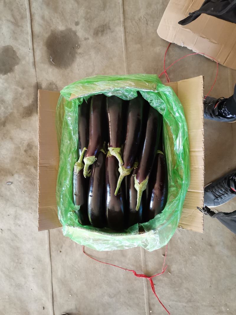 精品紫茄子大量上市，一手货源发往全国，诚信为本