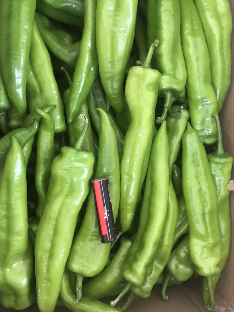 黄皮尖椒，大棚尖椒，辣椒，北海产地直发，羊角辣椒