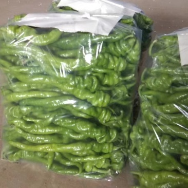 精品螺丝椒大量上市，一手货源发往全国，诚信为本