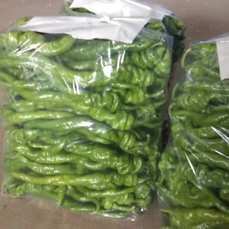 精品螺丝椒大量上市，一手货源发往全国，诚信为本