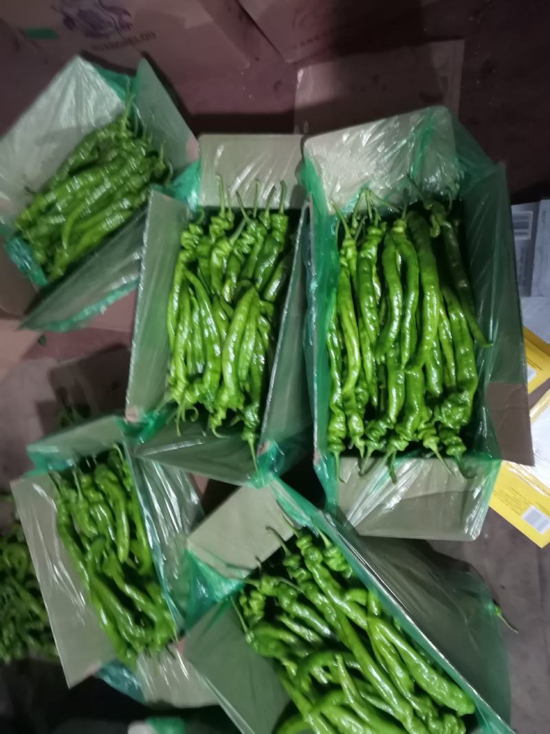 精品螺丝椒大量上市，一手货源发往全国，诚信为本