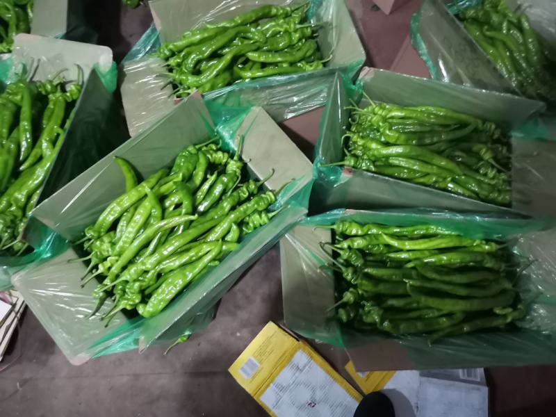 精品螺丝椒大量上市，一手货源发往全国，诚信为本