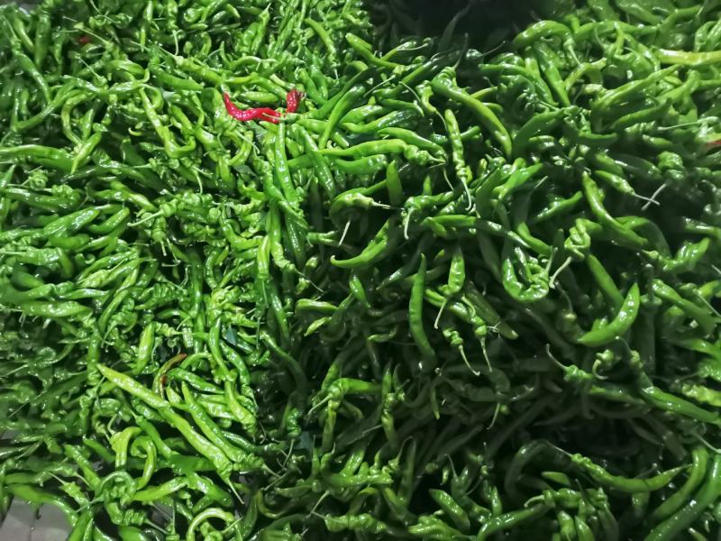 精品螺丝椒大量上市，一手货源发往全国，诚信为本