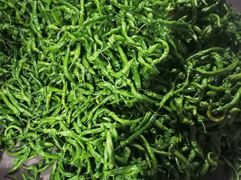 精品螺丝椒大量上市，一手货源发往全国，诚信为本