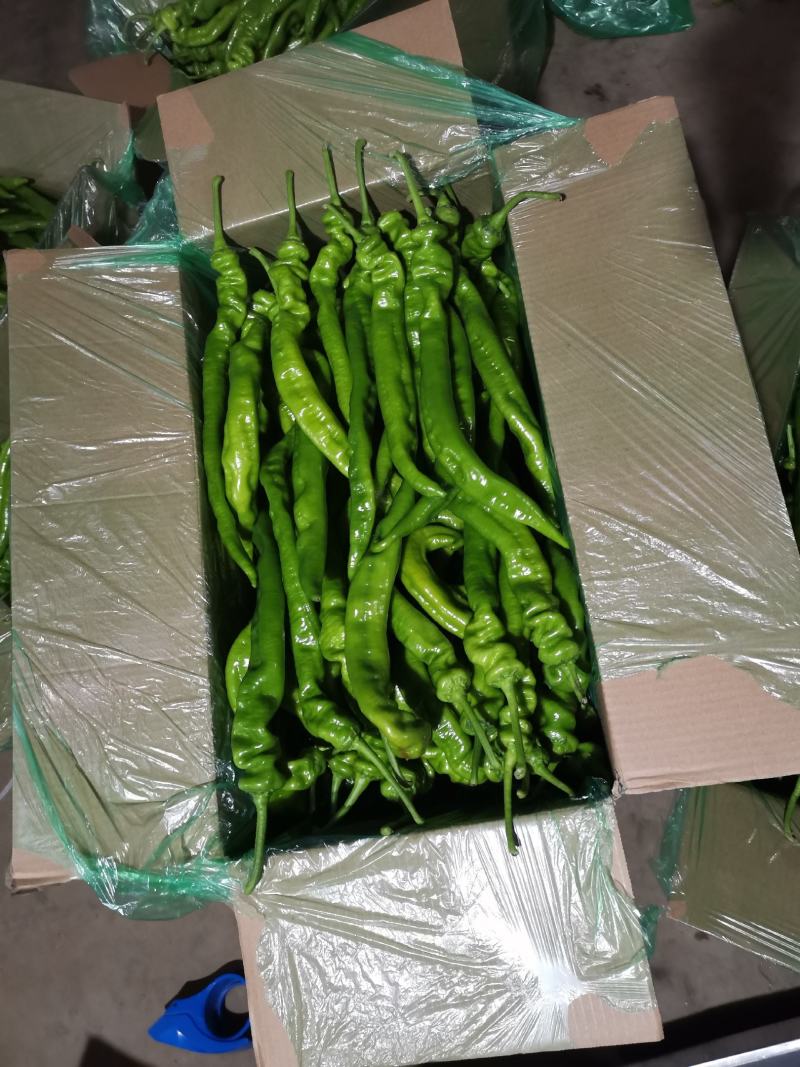 精品螺丝椒大量上市，一手货源发往全国，诚信为本