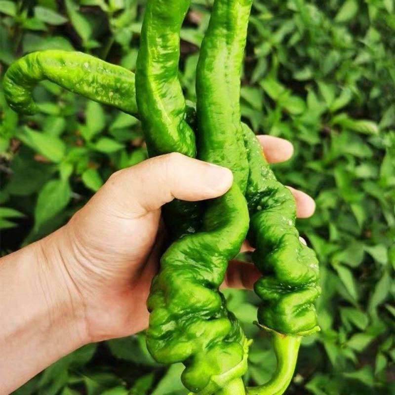 精品螺丝椒大量上市，一手货源发往全国，诚信为本