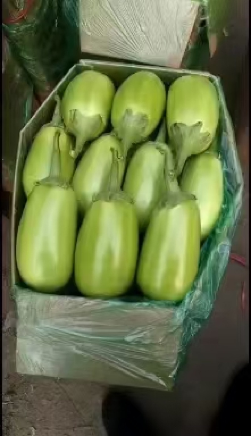 辽宁海城精品茄子大量上市，一手货源发往全国，好，质量